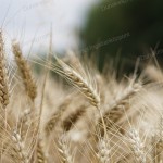 Eladó Külterület Dunakeszi