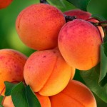 ELADÓ 3,7 hektár KAJSZIBARACKOS gyümölcsös!